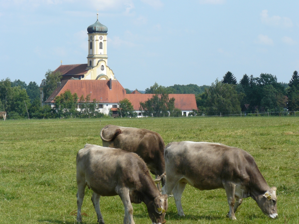47_Kuehe_vor_Maria_Steinbach