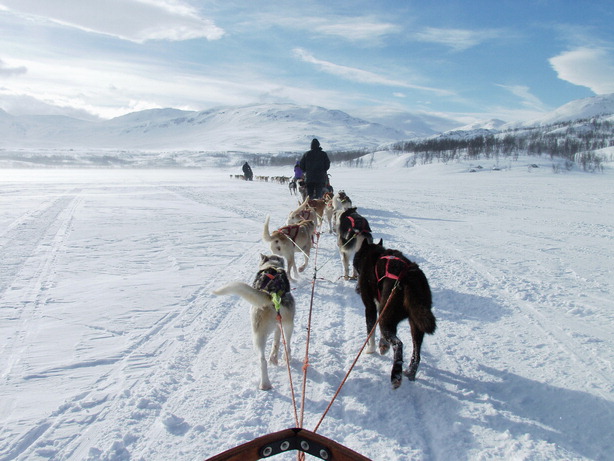 Dog_sledge_4_RGB_72DPI