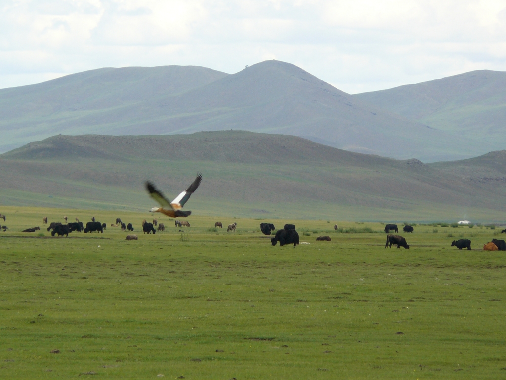 Mongolei_Yaks