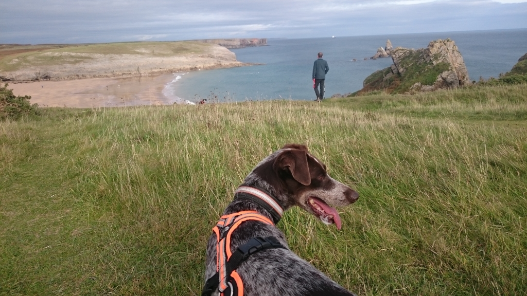 wales-reise-mit-hund-