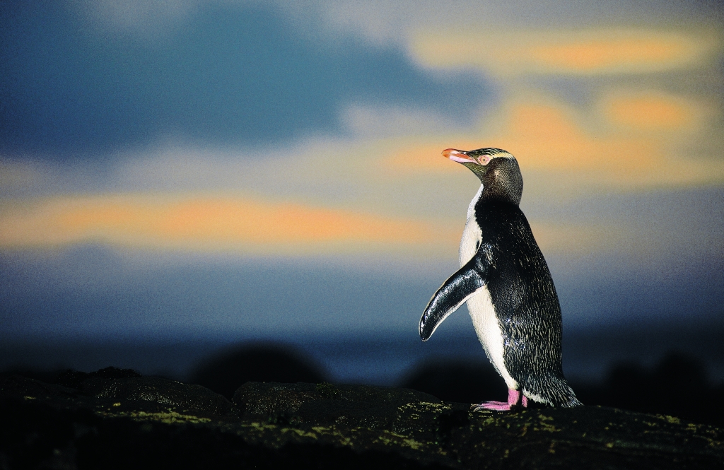 yellow_eyed_penguin_otago_peninsula